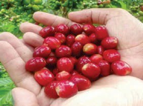 Buah kopi merah hasil panen